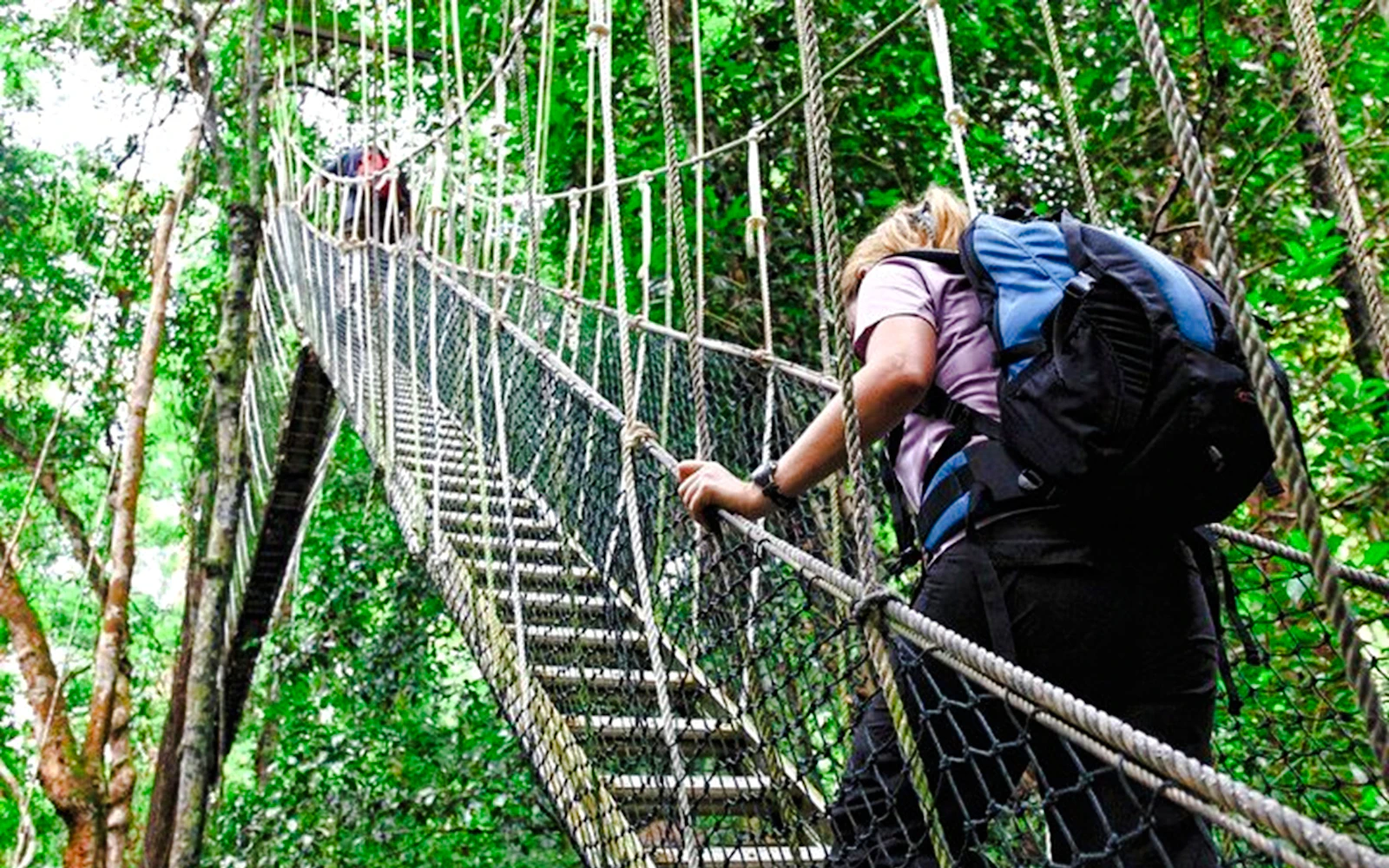 From Kuala Lumpur: Taman Negara National Park Private Day Trip With Canopy Walkway Image 3