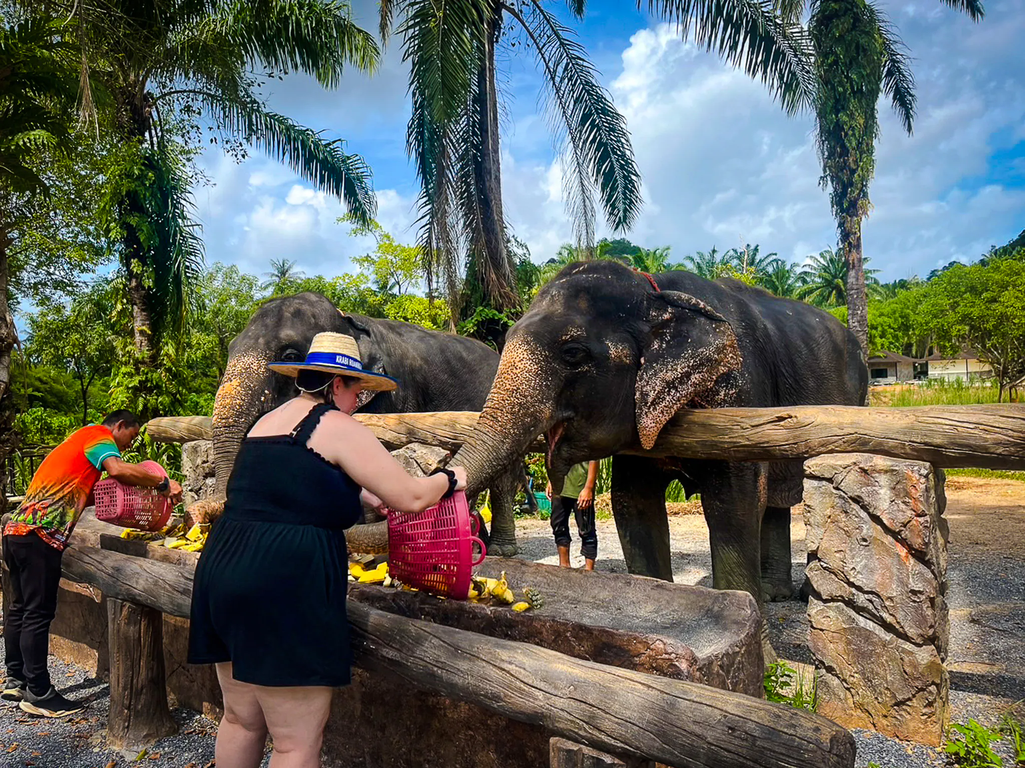 Visitors feeding elephants at Krabi Roaming Elephant Sanctuary, Thailand.
