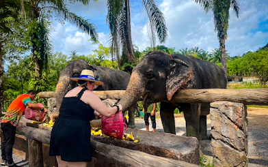 Visitors feeding elephants at Krabi Roaming Elephant Sanctuary, Thailand.