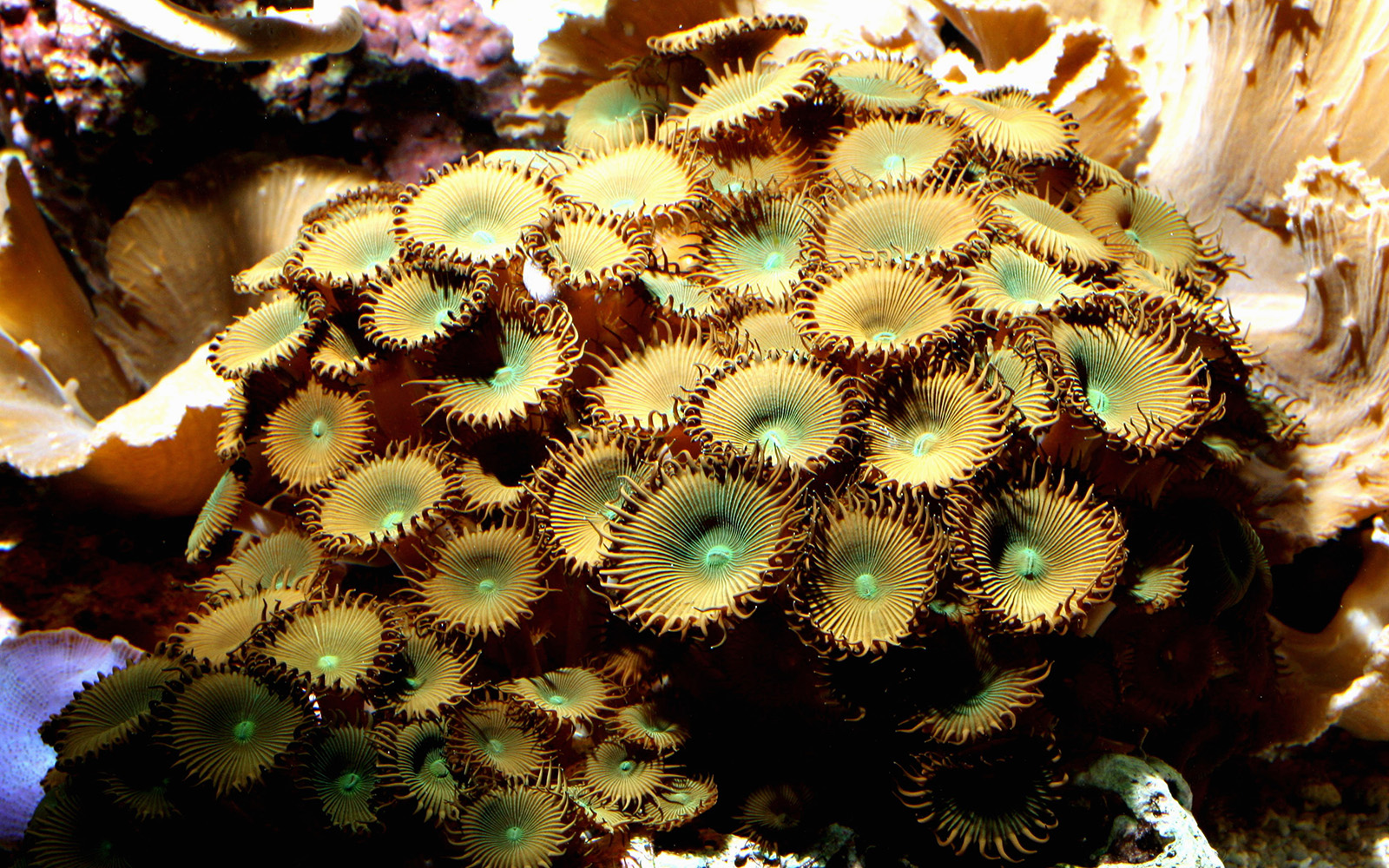Coral display at Vasco da Gama Aquarium, Lisbon.