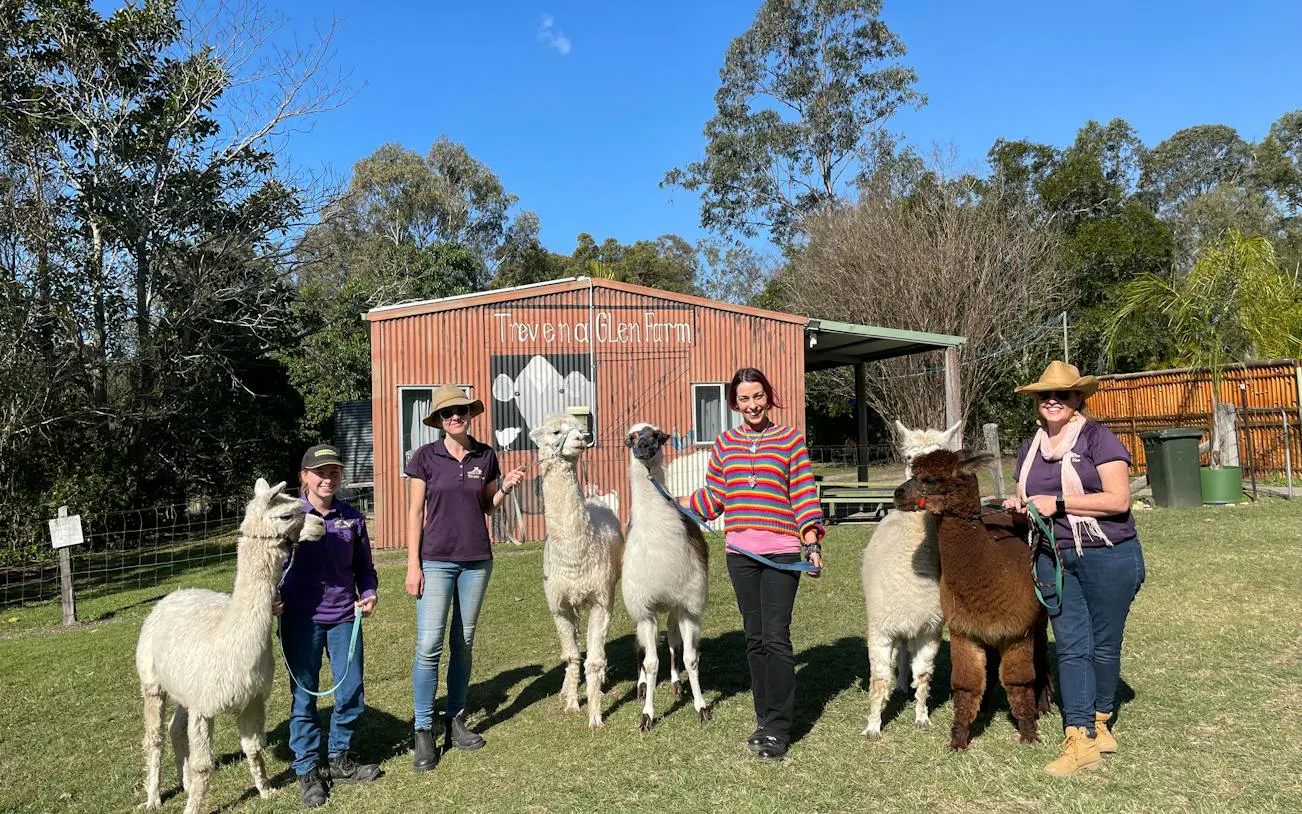 Visitors with alpacas at Trevena Glen Farm, Brisbane, during a 1hr Premium Animal Tour.