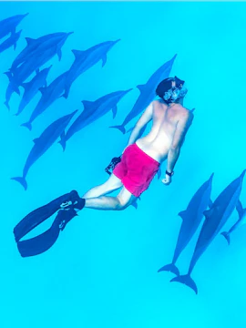 Snorkeler swimming with dolphins in the Red Sea, Hurghada.