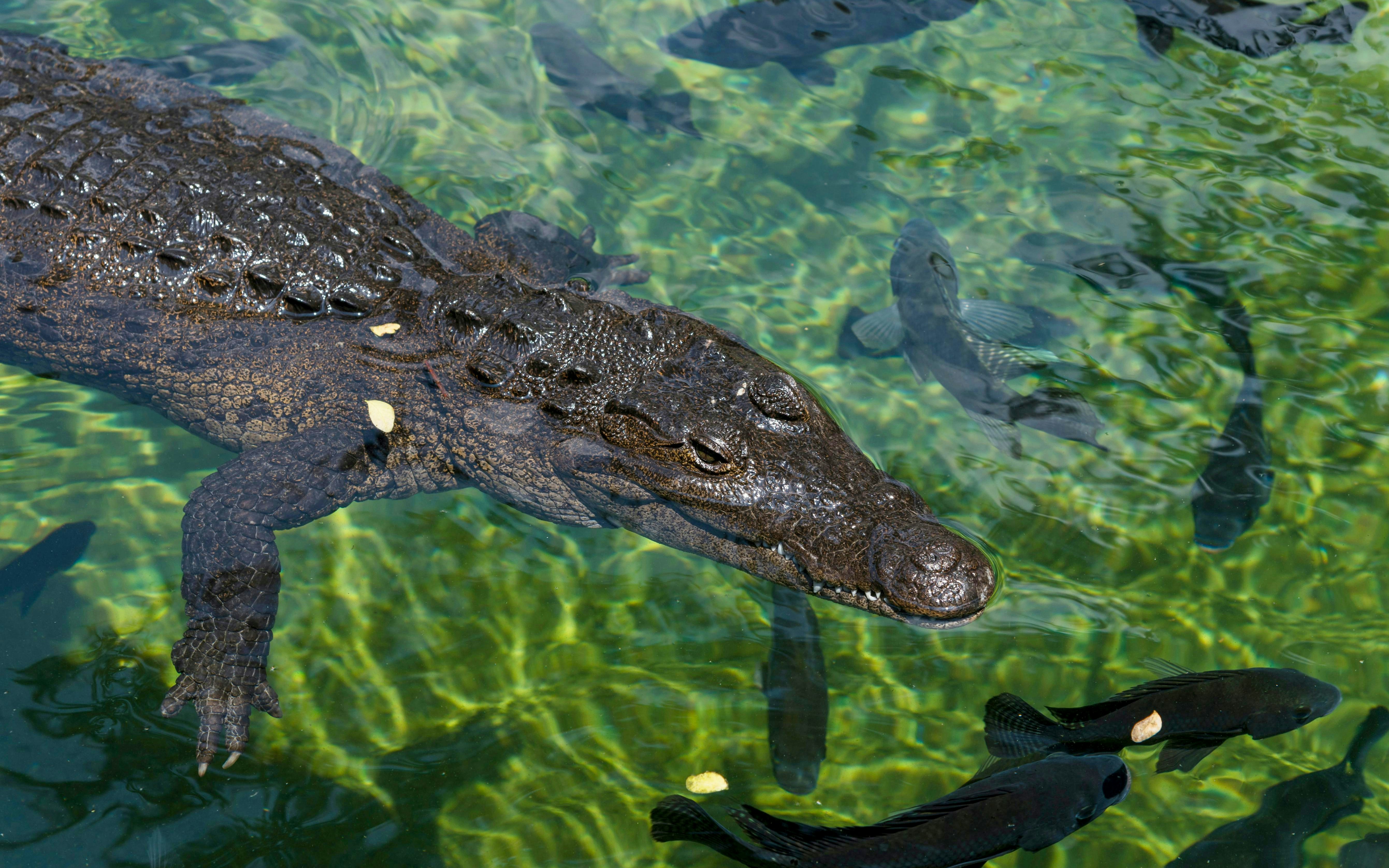 Caiman crocodile swimming in a clear aquarium with fish.