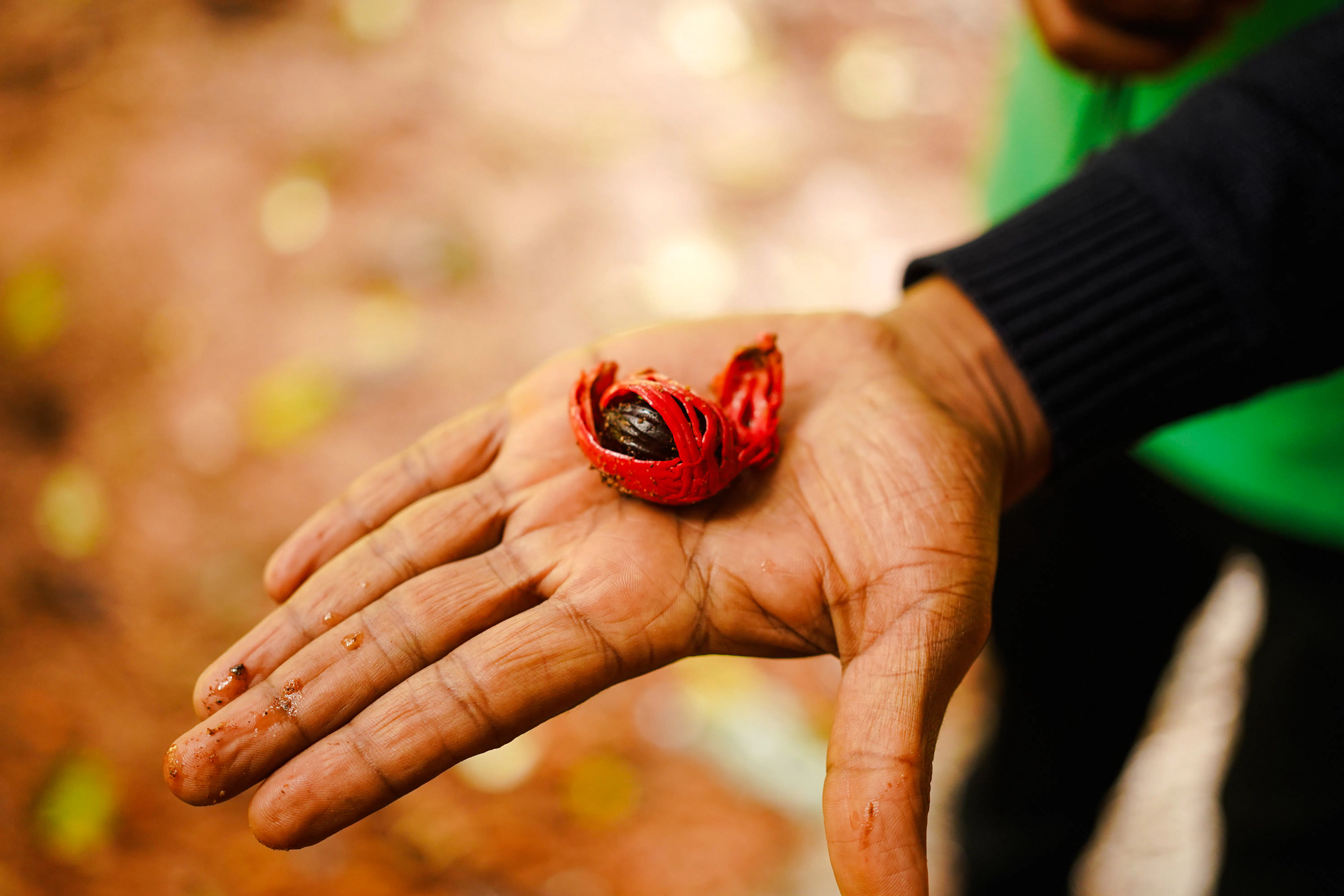 Nutmeg seed with red mace in hand at Zanzibar spice farm.