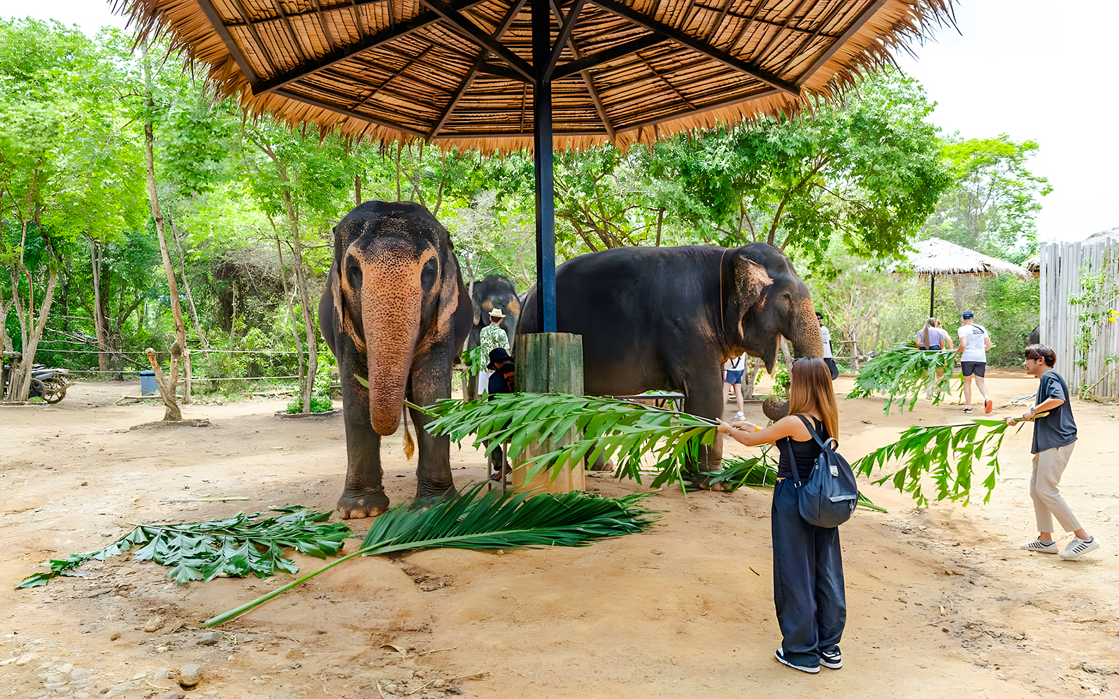 Visitors feeding elephants at a sanctuary near Flying Hanuman, Phuket.