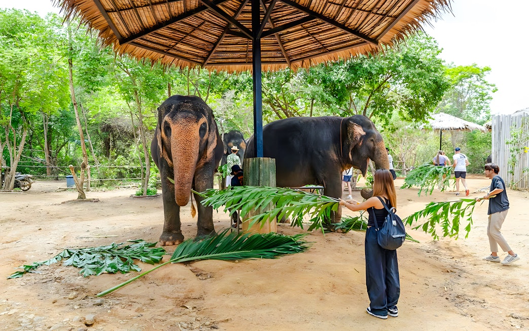 Visitors feeding elephants at a sanctuary near Flying Hanuman, Phuket.