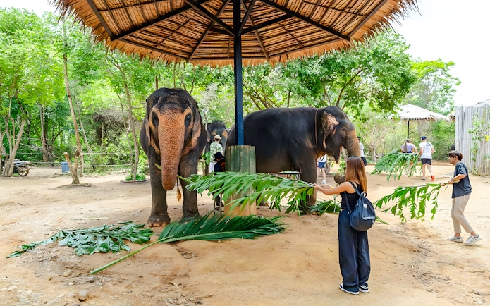 Visitors feeding elephants at a sanctuary near Flying Hanuman, Phuket.