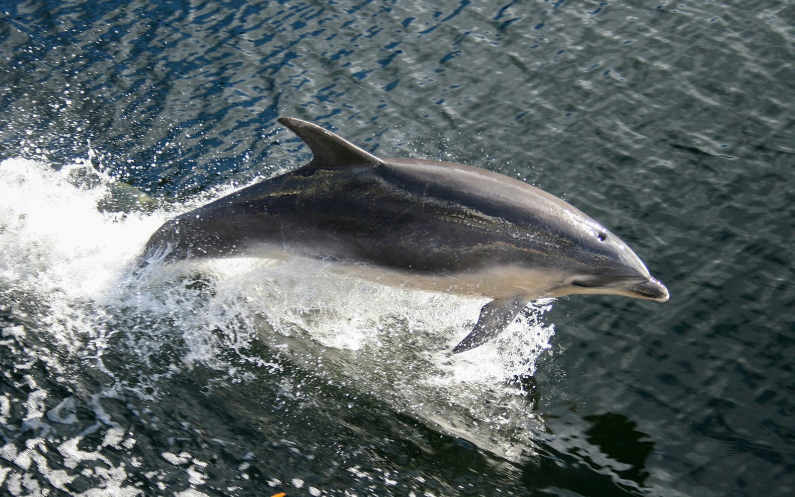 Dolphin pod hangouts