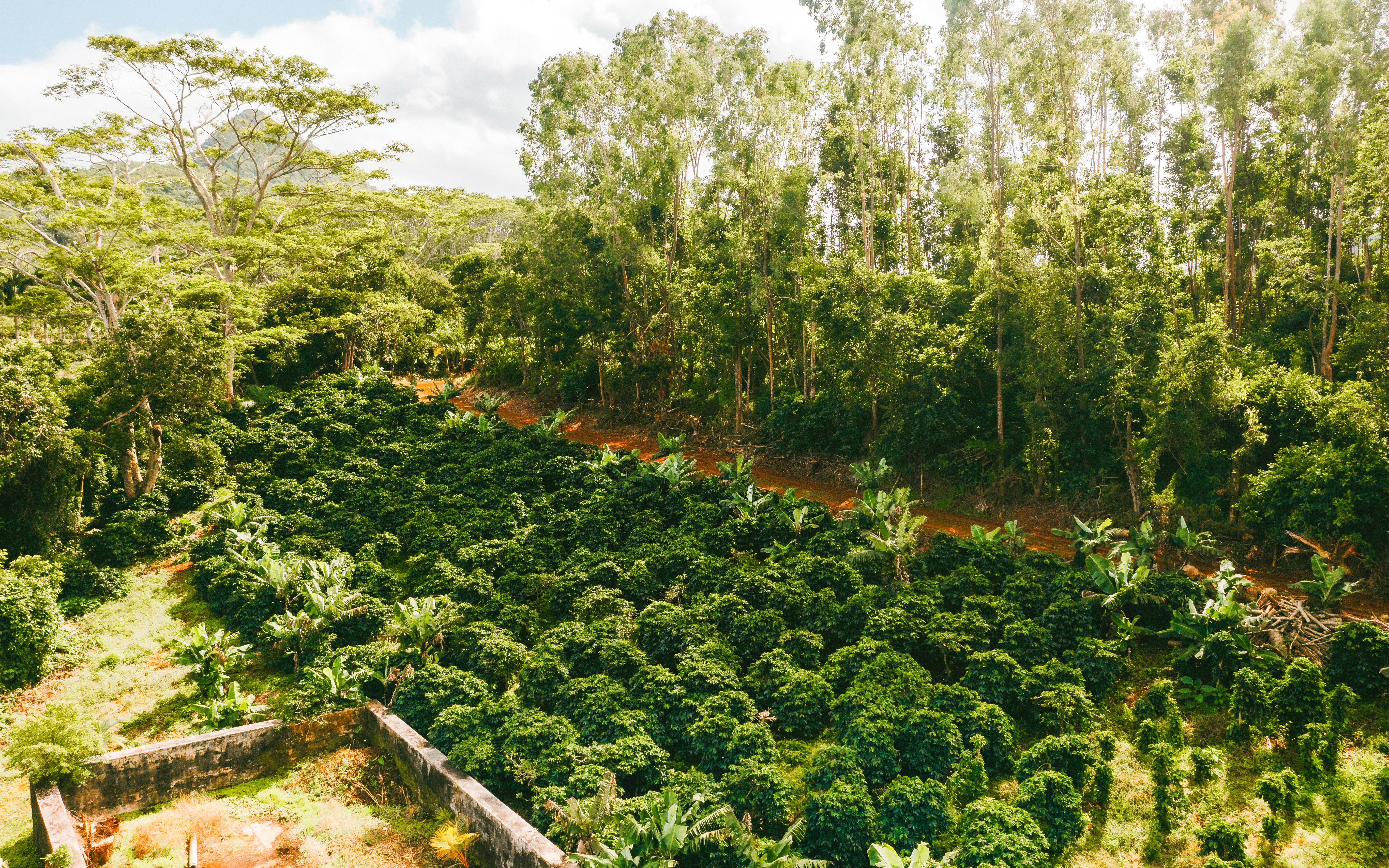 Chamarel 7 Coloured Earth Plantation lush greenery and dense forest, Mauritius.