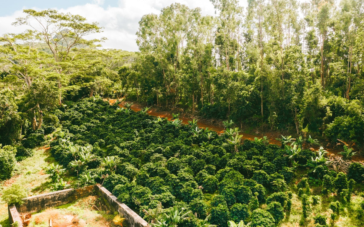 Chamarel 7 Coloured Earth Plantation lush greenery and dense forest, Mauritius.