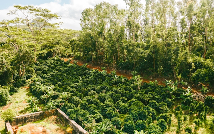 Chamarel 7 Coloured Earth Plantation lush greenery and dense forest, Mauritius.