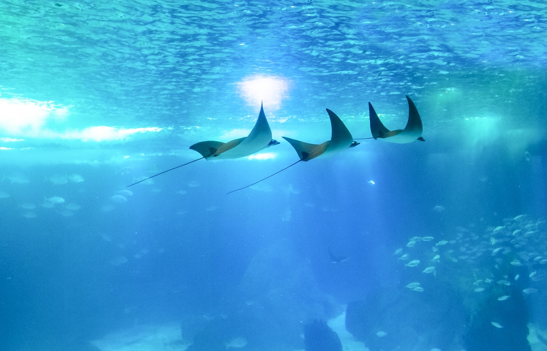 Manta ray, Lisbon Oceanarium