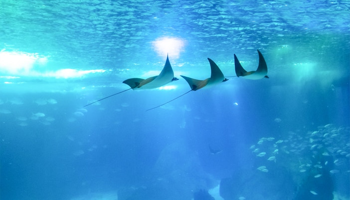 Manta rays swimming in Lisbon Oceanarium exhibit.