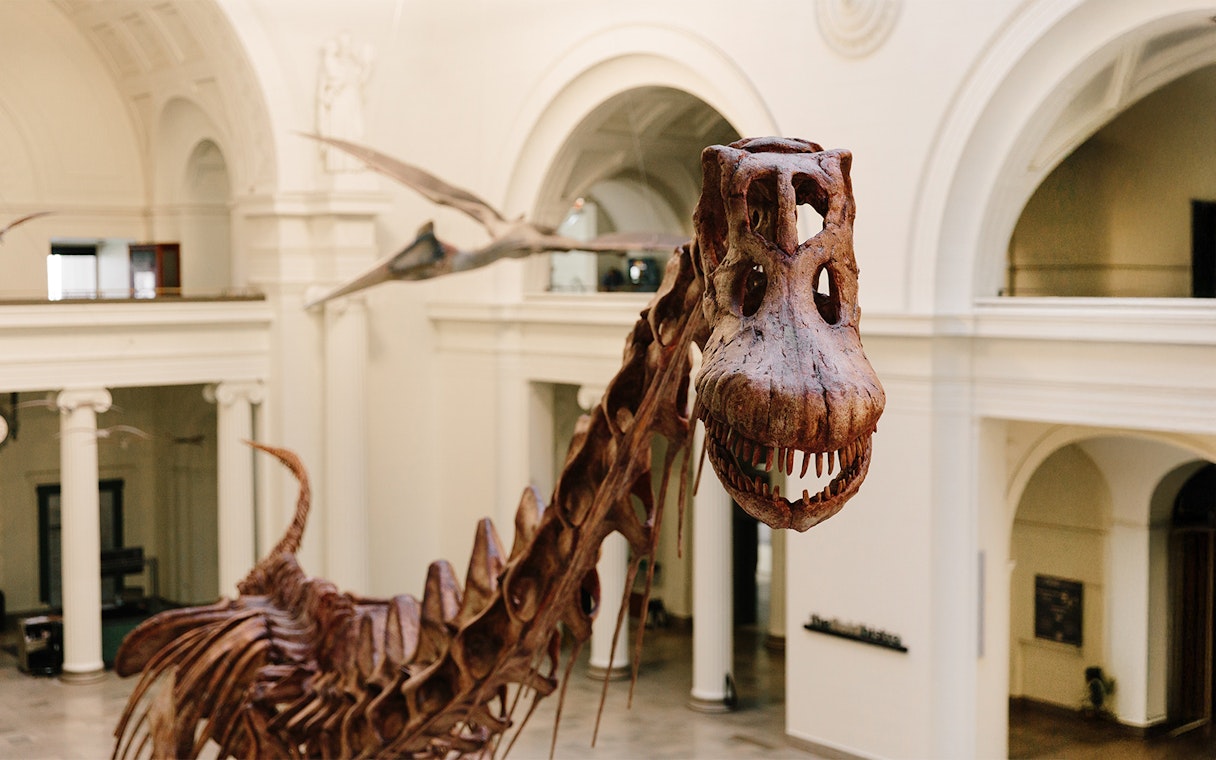 Dinosaur fossil exhibit at the Field Museum of Natural History.