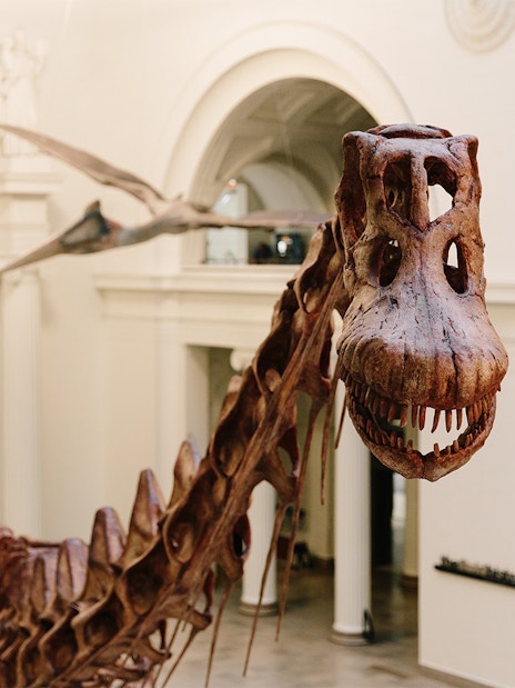 Dinosaur fossil exhibit at the Field Museum of Natural History.