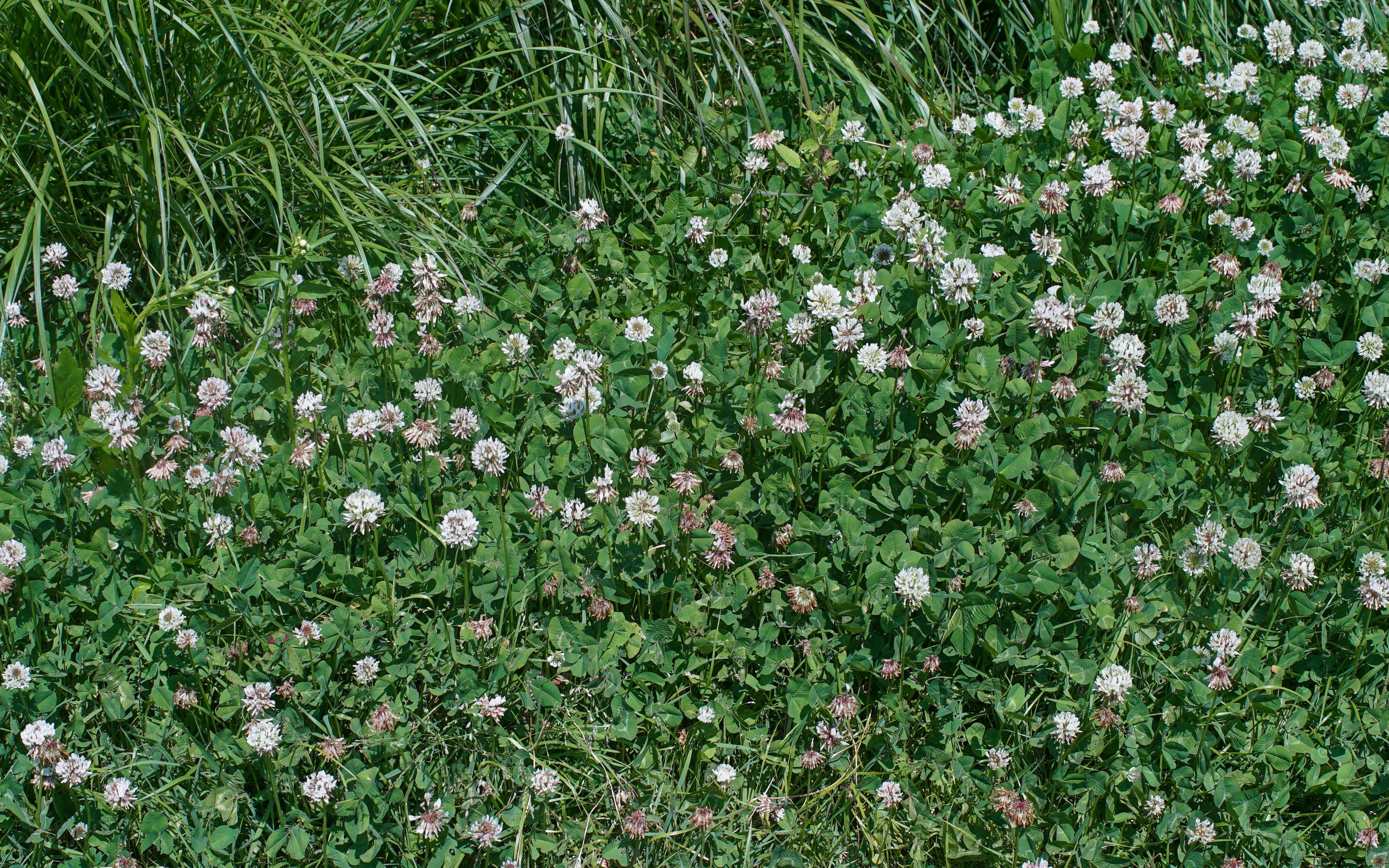 Wild meadow grass with blooming clover flowers.