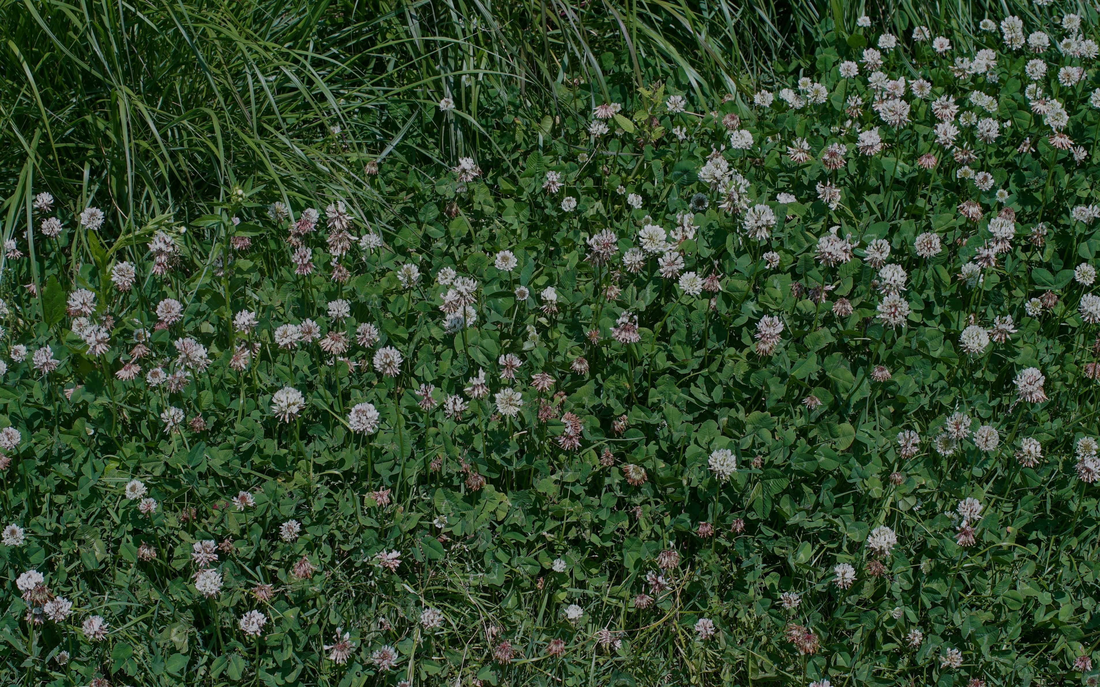 Wild meadow grass with blooming clover flowers.