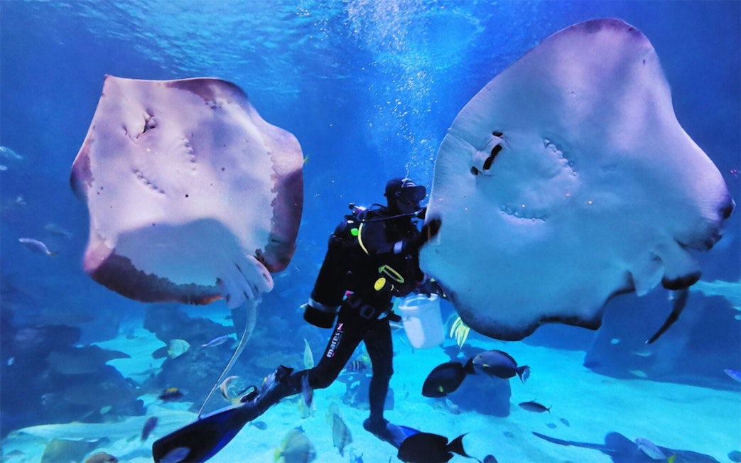 Diver swimming with stingrays at Hurghada Grand Aquarium.