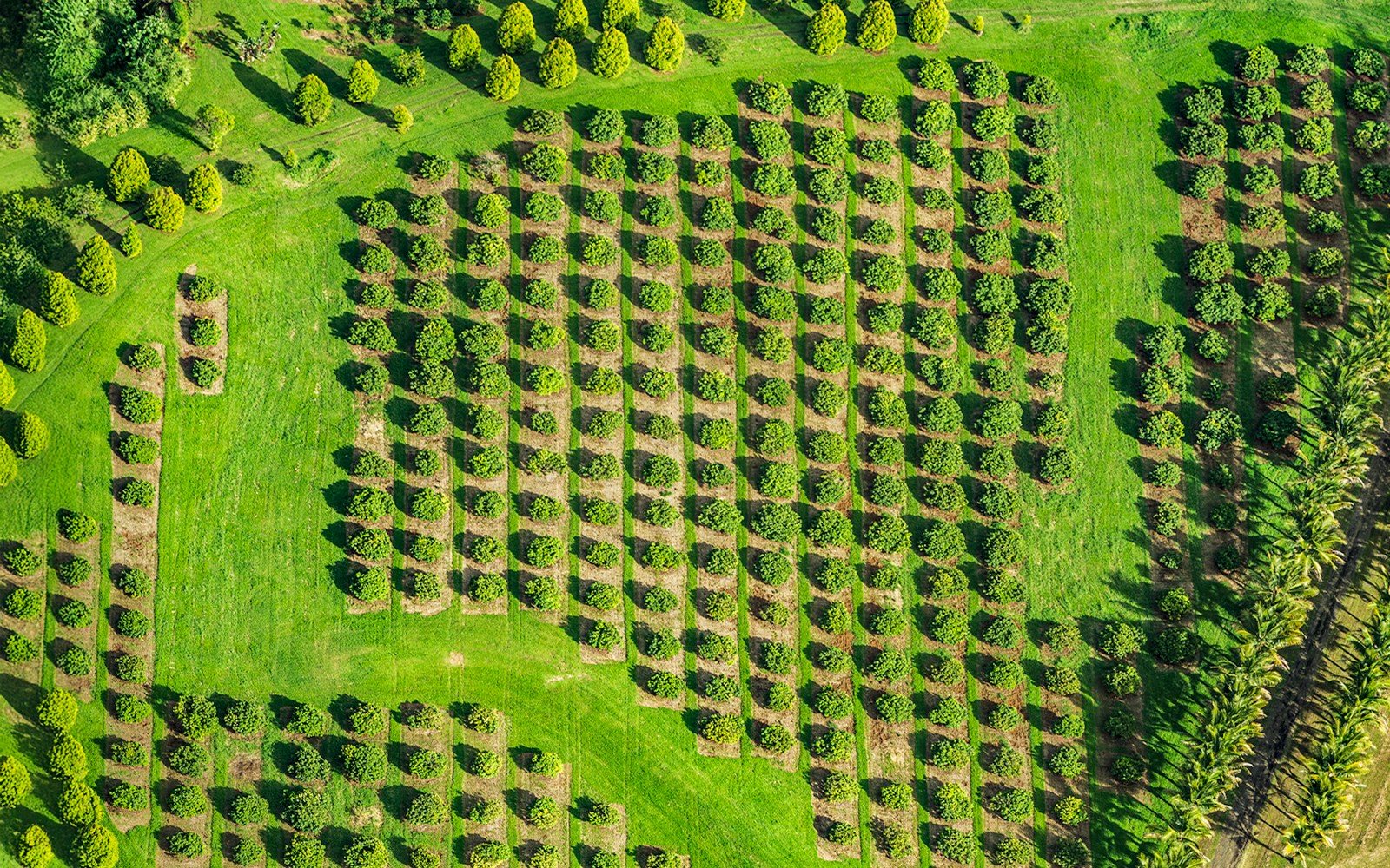 Macadamia nut farm aerial drone top view shot of farming land in Hawaii, USA.