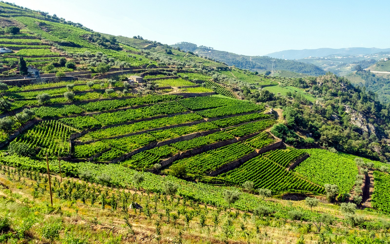 Terraced vineyards on a hillside near Peso da Régua, Portugal.