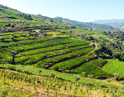 Terraced vineyards on a hillside near Peso da Régua, Portugal.