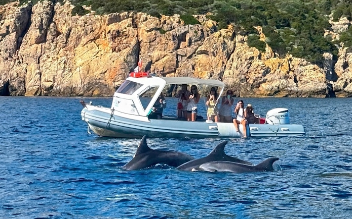 Boat tour near Capo Figari with dolphins swimming in the foreground.
