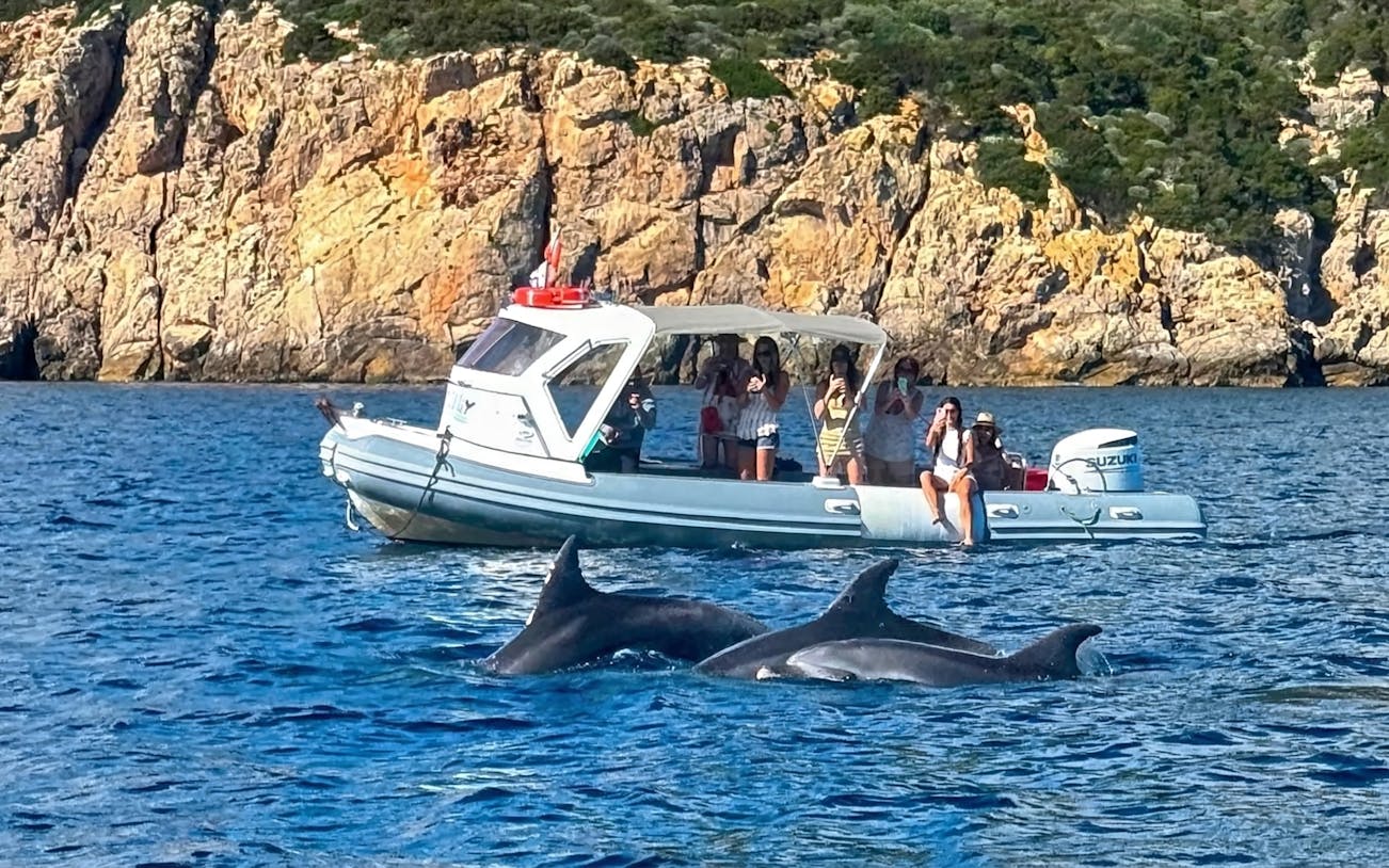Boat tour near Capo Figari with dolphins swimming in the foreground.