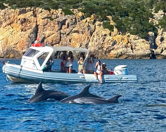From Olbia: RIB Tour to Capo Figari with Dolphin Sighting