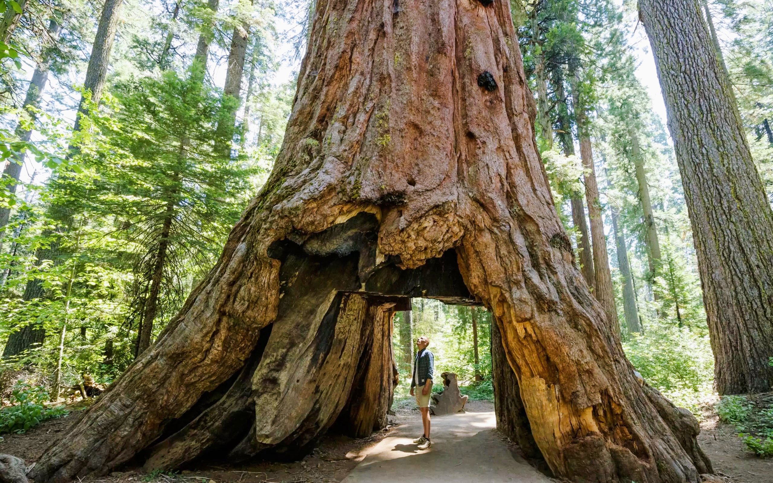 Person standing under a tunnel carved through a giant sequoia tree in a forest.