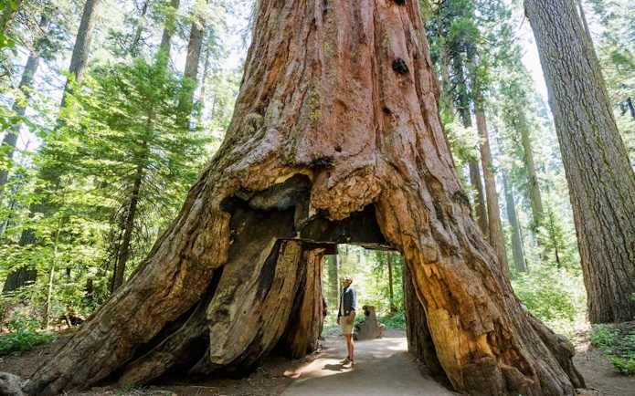 Person standing under a tunnel carved through a giant sequoia tree in a forest.