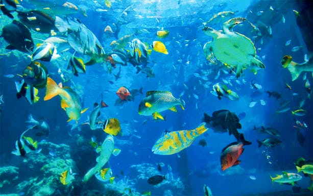 Colorful fish and a sea turtle swimming in Churaumi Aquarium, Okinawa.