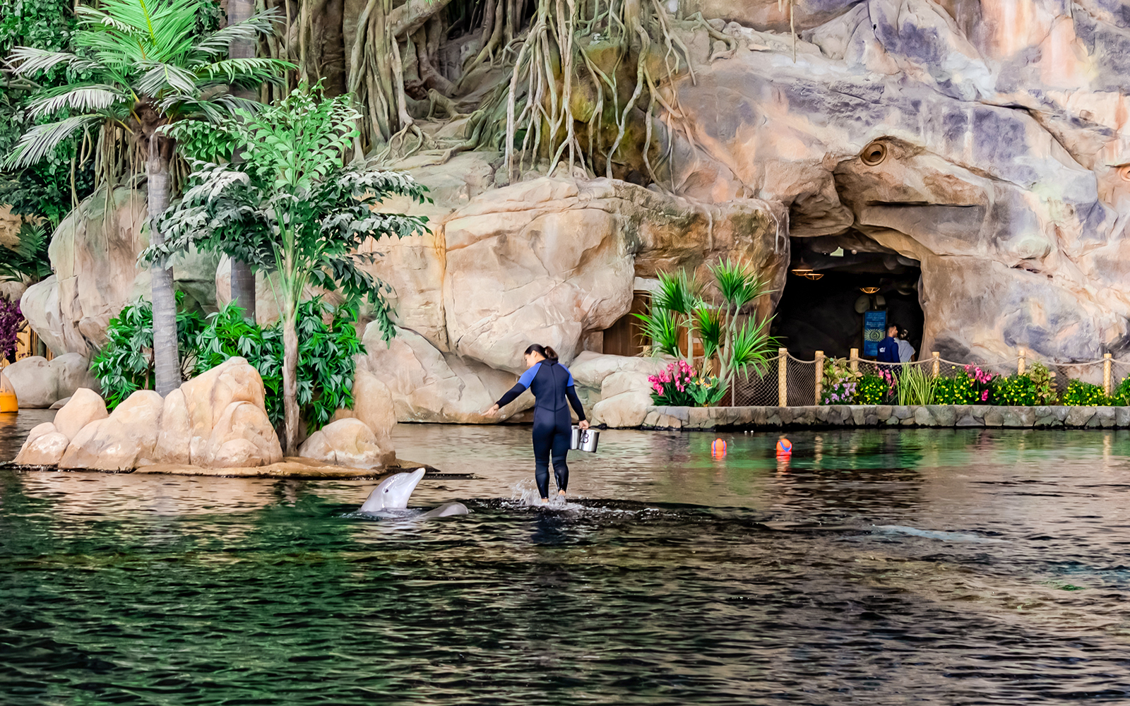 Trainer interacting with dolphin at Sea World Abu Dhabi.