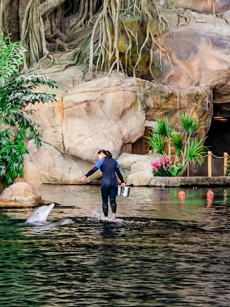 Trainer interacting with dolphin at Sea World Abu Dhabi.