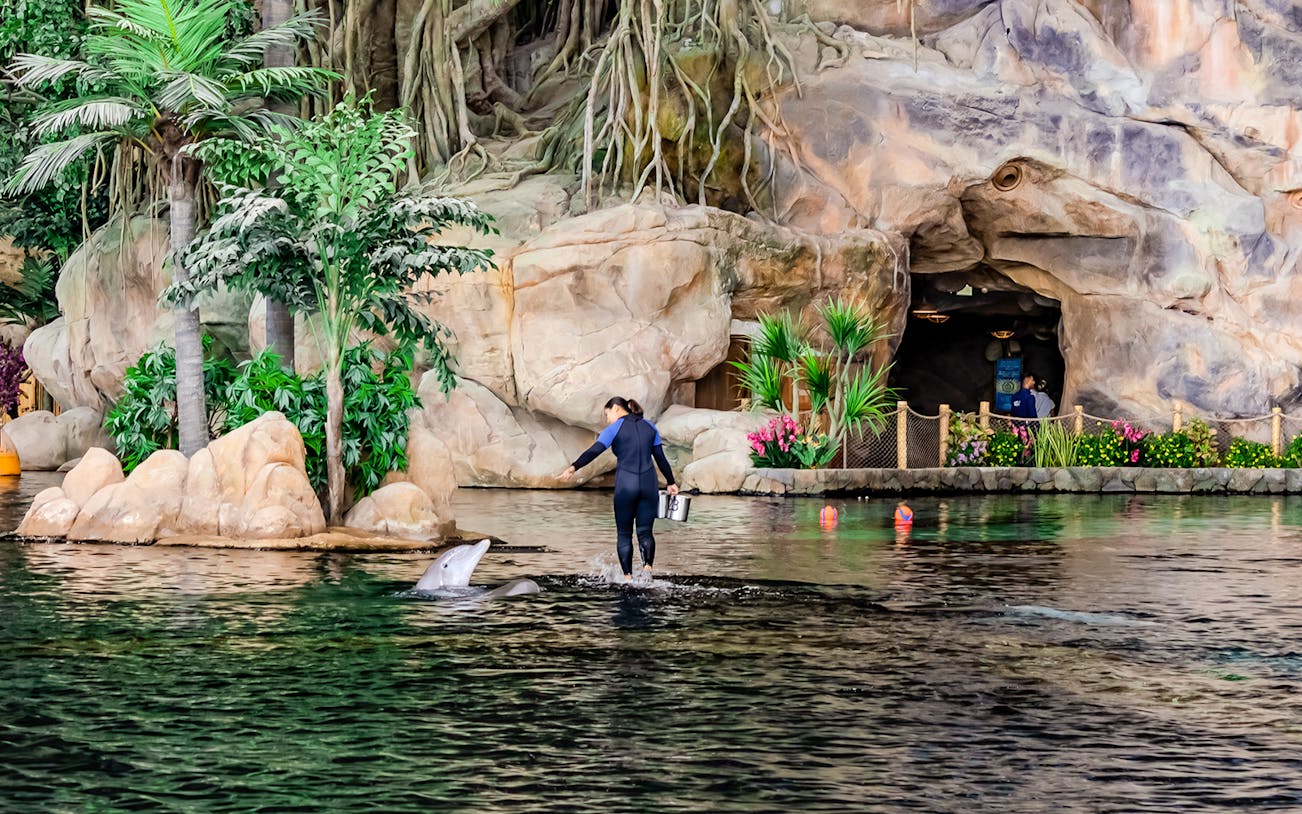 Trainer interacting with dolphin at Sea World Abu Dhabi.