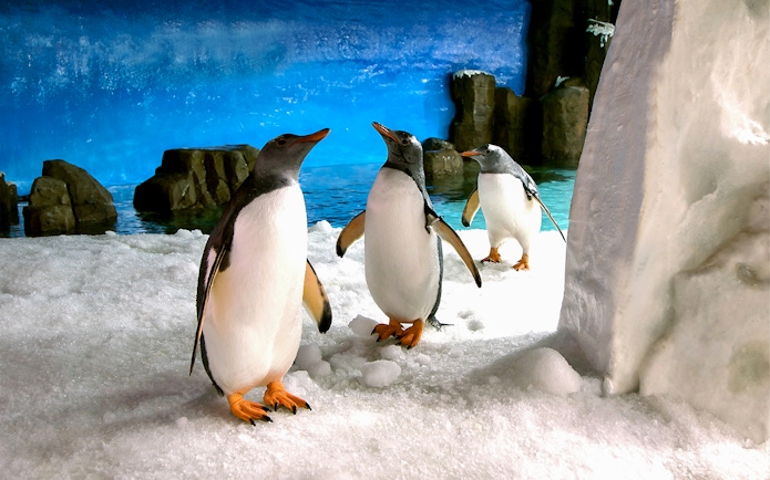 Penguins on snow at Sea Life Melbourne with rocky backdrop.
