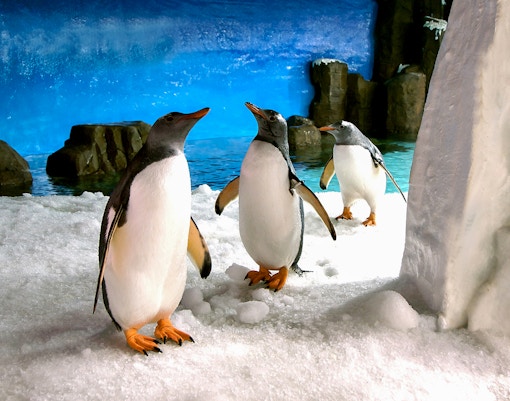 Penguins on snow at Sea Life Melbourne with rocky backdrop.