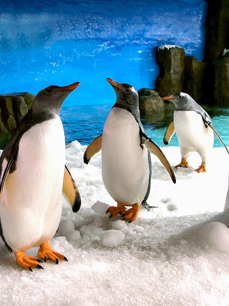 Penguins on snow at Sea Life Melbourne with rocky backdrop.