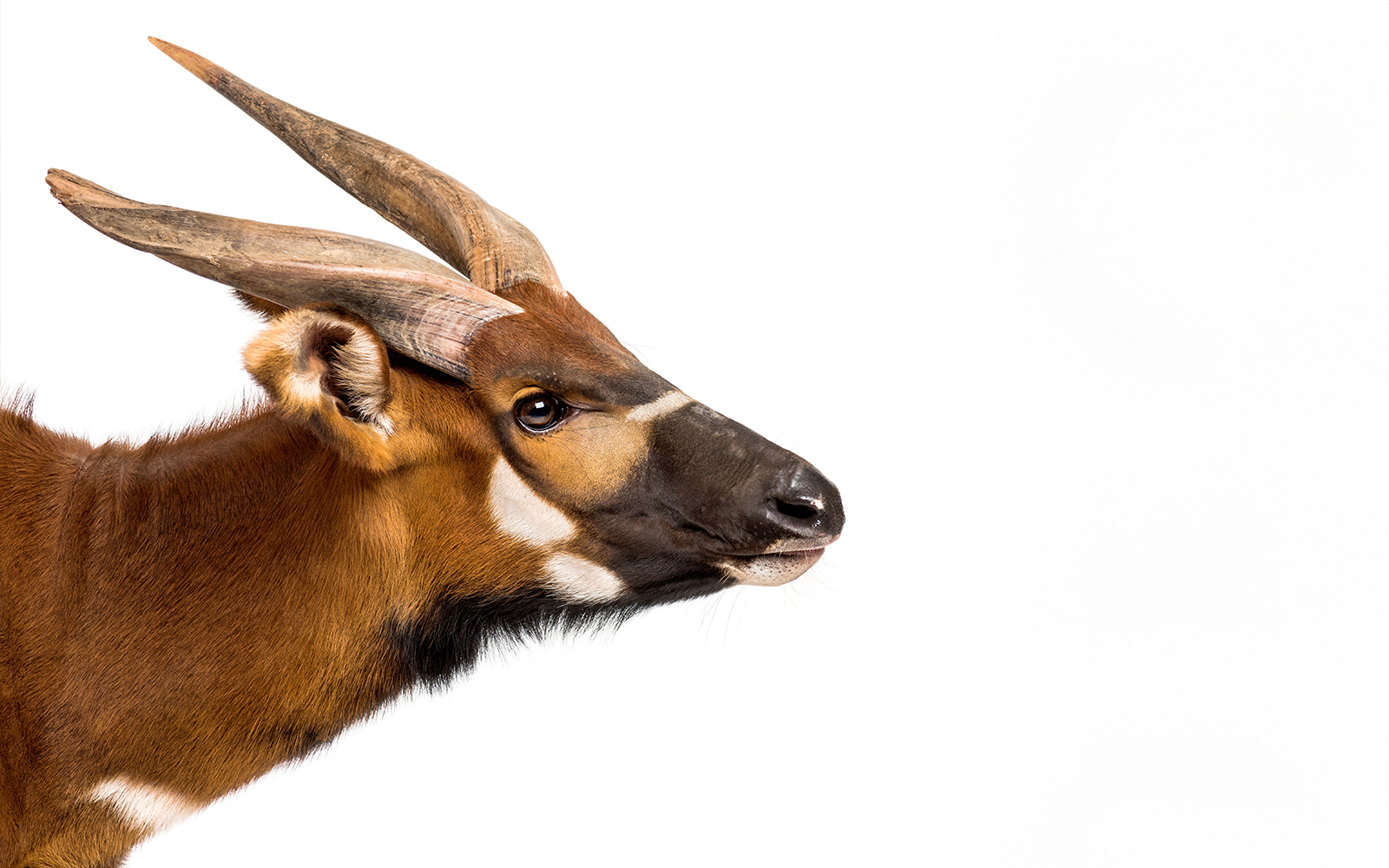 Night Safari Singapore - Bongo