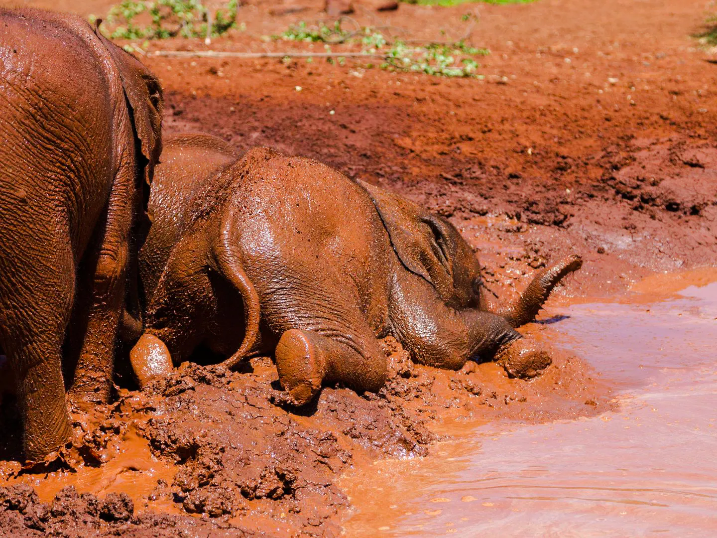 Baby elephant playing in mud at Nairobi wildlife sanctuary.