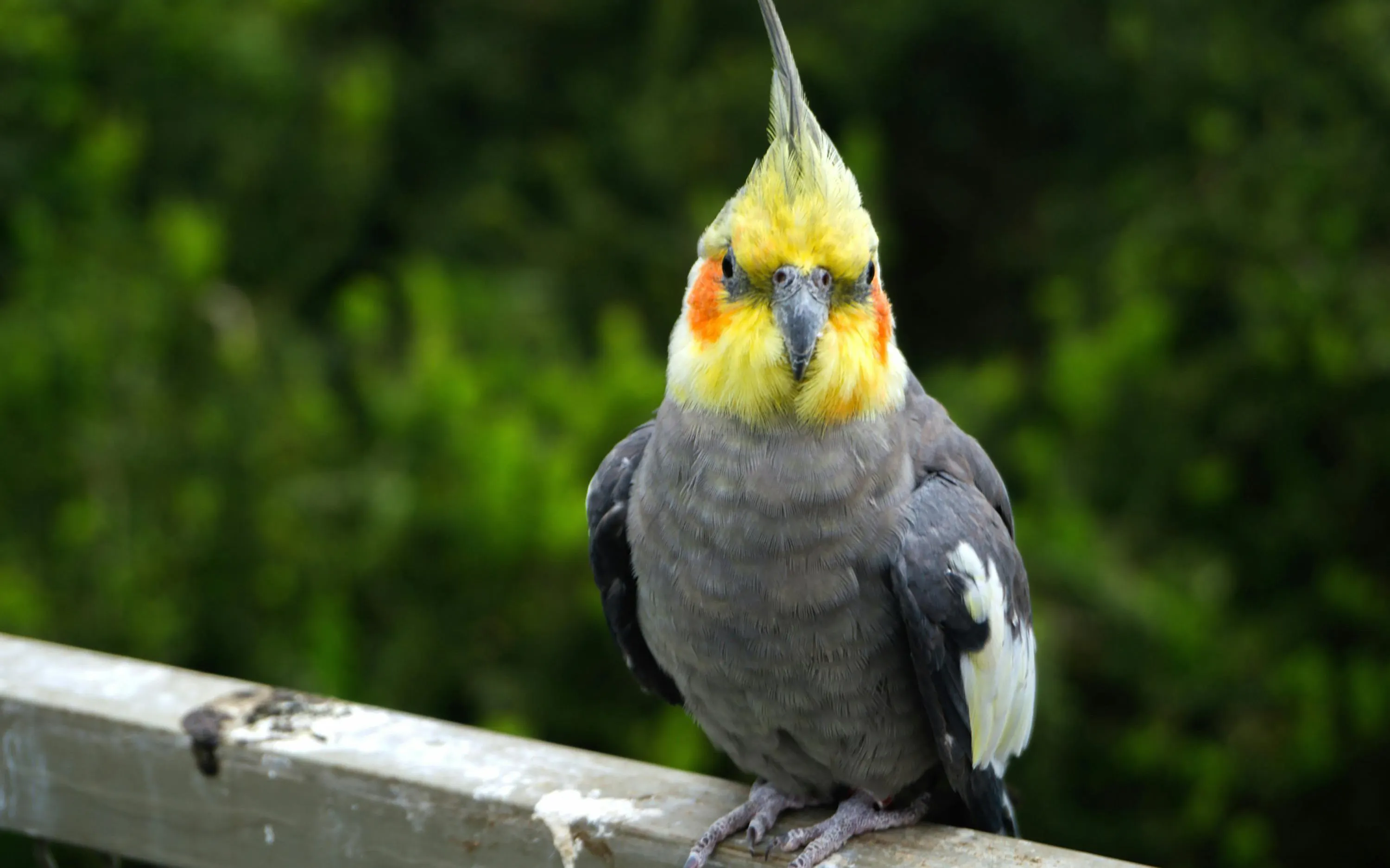 Cockatiel perched at Parque Tricao, Chile.