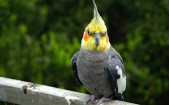 Cockatiel perched at Parque Tricao, Chile.