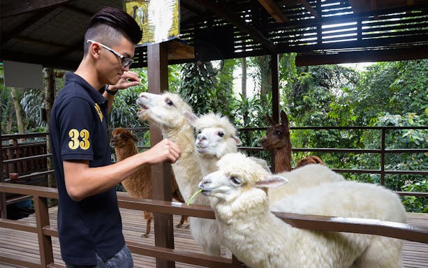 Person feeding alpacas at KL Tower Mini Zoo, Malaysia.