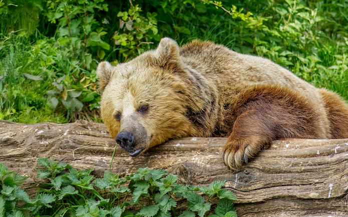 Brown bear resting on a log at Whipsnade Zoo.