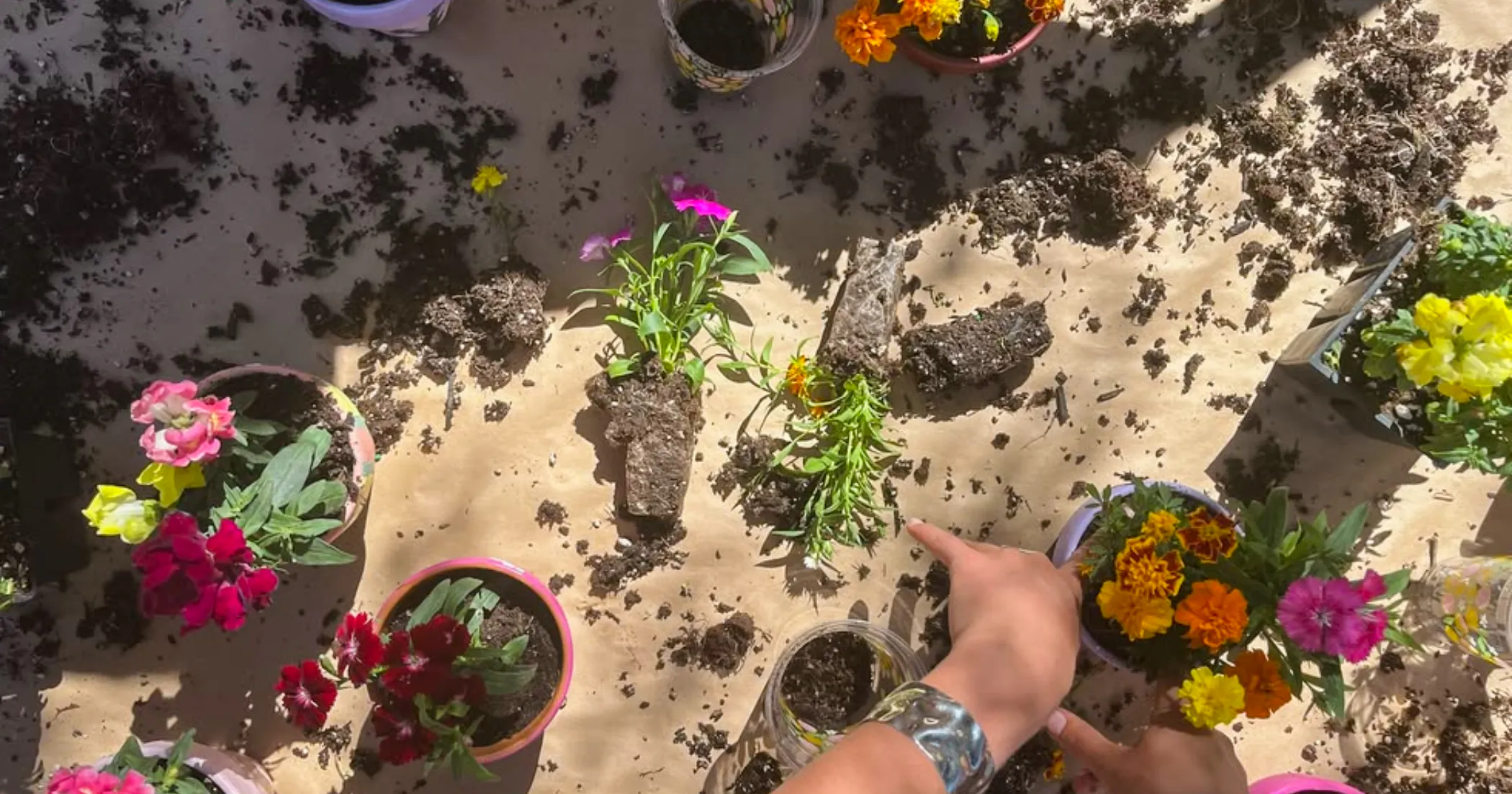 Planting flowers during a herb garden workshop in Al Haouz, Marrakesh.
