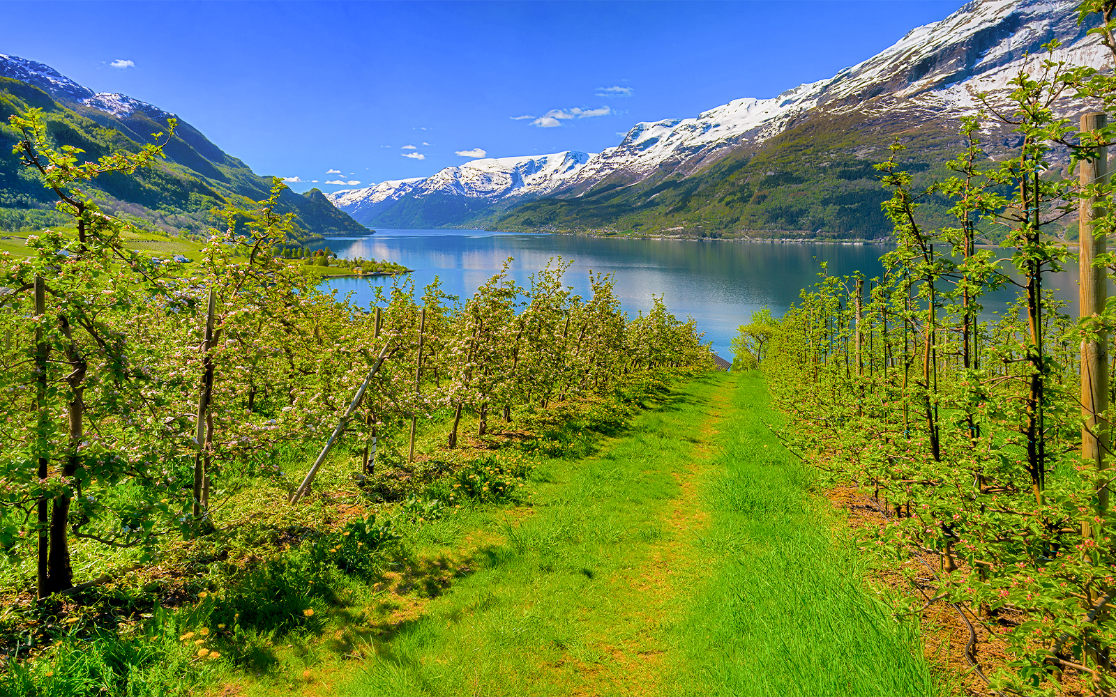 Apple orchards overlooking Hardangerfjord with snow-capped mountains in the background.