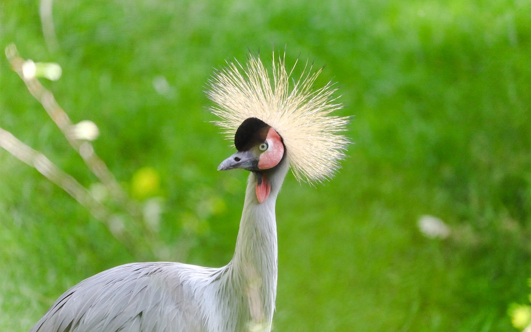 East African crowned crane at Edinburgh Zoo.