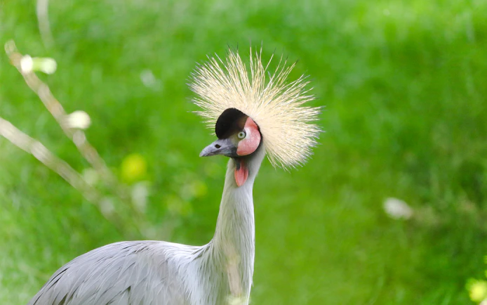 East African crowned crane at Edinburgh Zoo.