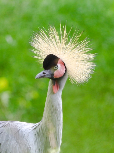 East African crowned crane at Edinburgh Zoo.