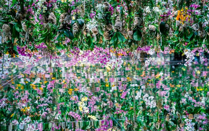Floral installations with orchids at TeamLab Borderless Tokyo.