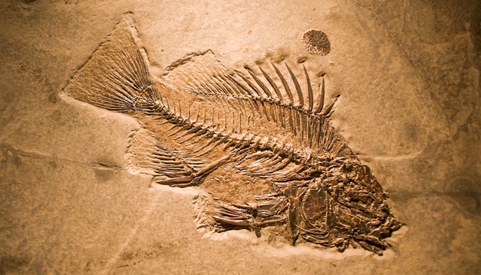 Prague National Museum
 - The Miracles of Evolution Exhibit